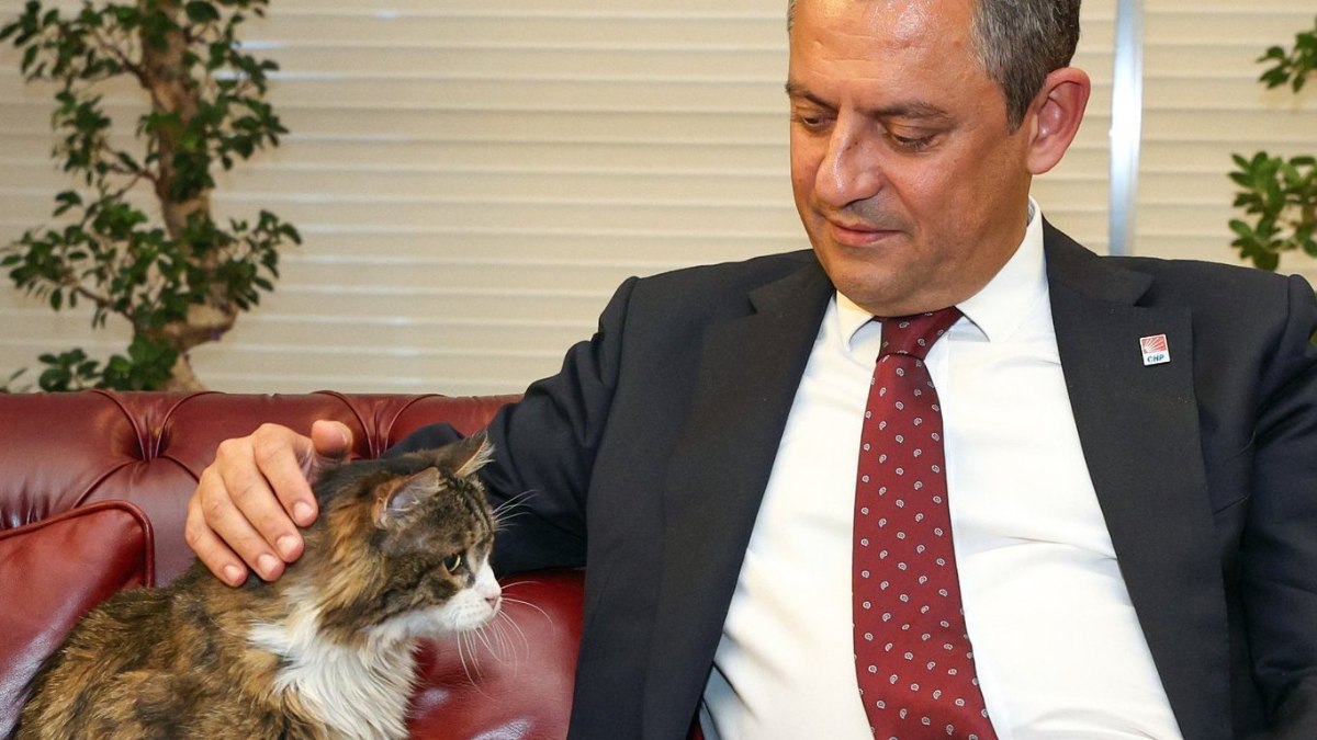 CHP’nin kedisi Şero hayatını kaybetti