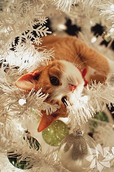 Kedili yılbaşı ağaçları