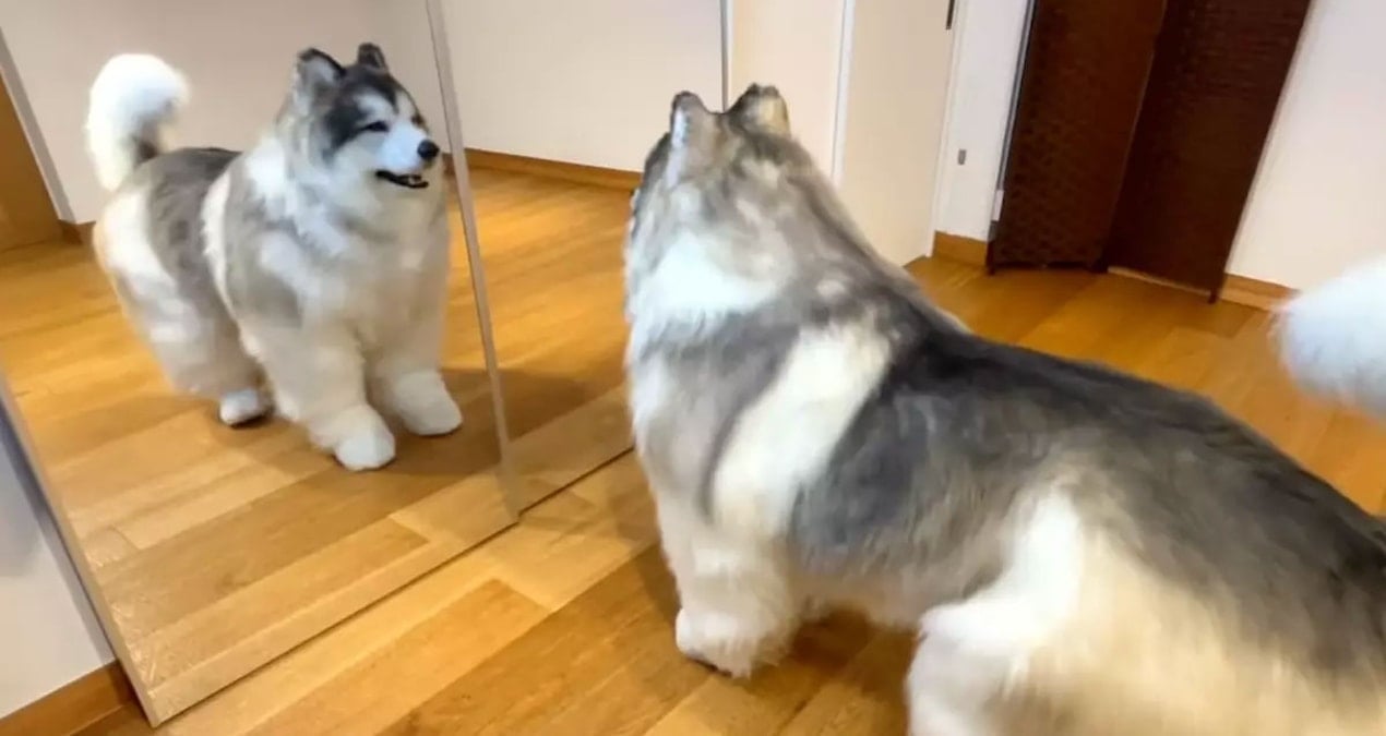 500 bin lira verip köpek oldu: Ziyaretçilerini bekliyor