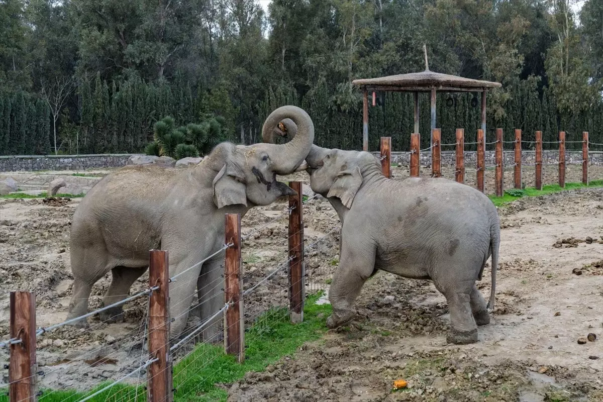 İzmir Fili’nin 14. Yaş Günü Kutlandı