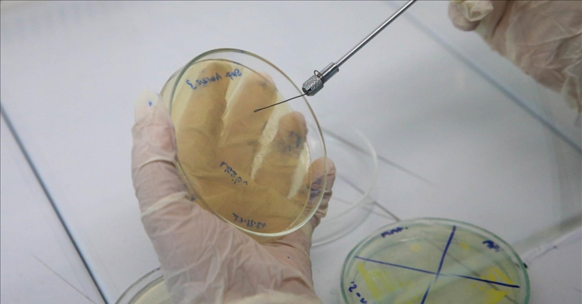 Erkek arı larvasının bakteriler üzerinde antibiyotik etkisi gösterdiği belirlendi