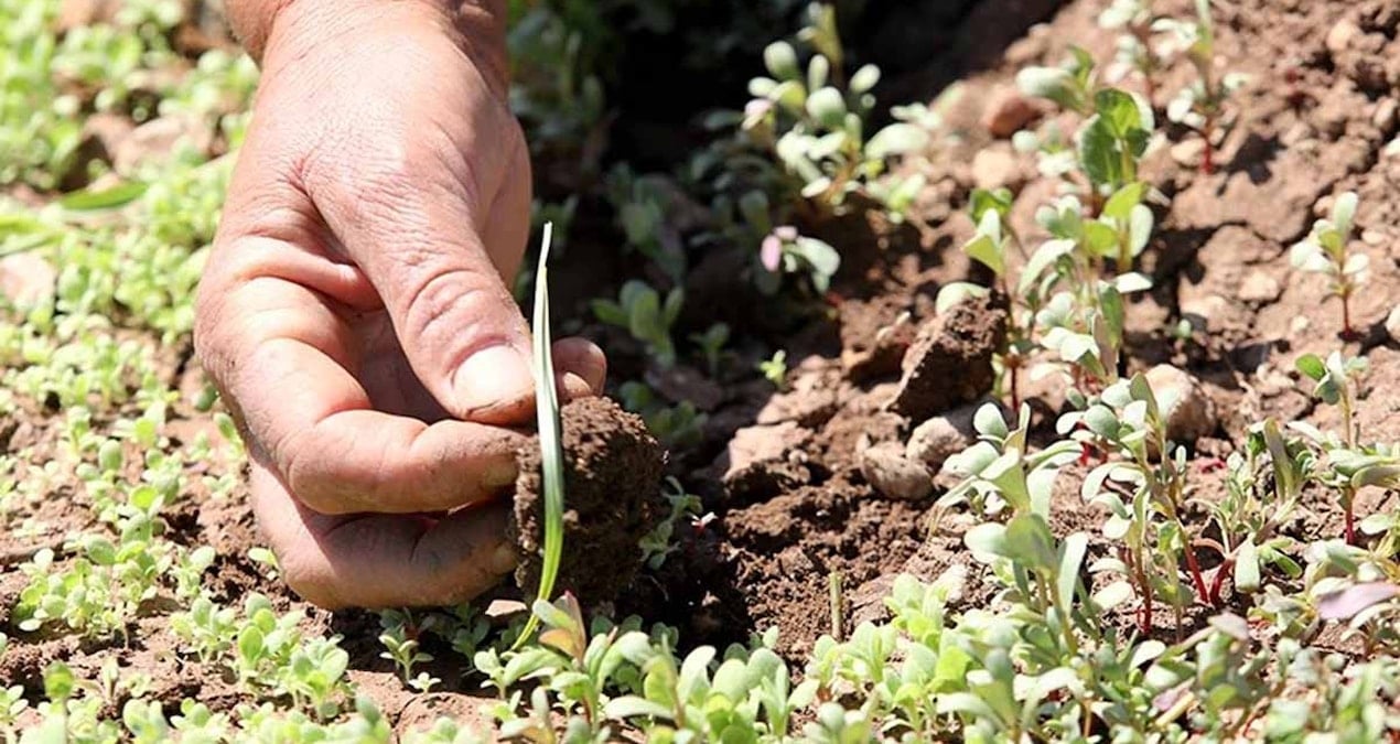 Bu yaz bereketli bir sebze bahçesi için mayıs ayının başında mutlaka ekmeniz gereken 5 sebze